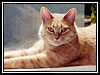Butternut