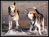 Casey & Crocket