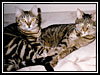 Mitsy & Peppy