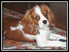 Oliver